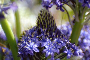 Web-61*F-'Violet Mist Hyacinth'-Nantucket, Massachusetts