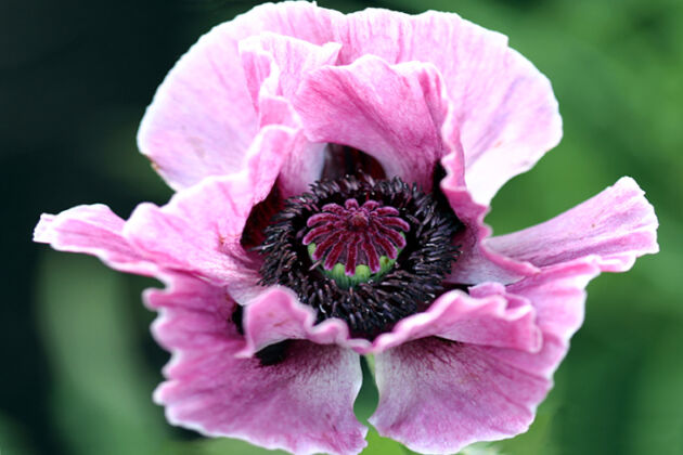 Web-IMG_1271_Oriental Poppy 'Manhattan' II-The New York Botanical Garden