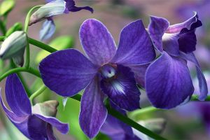 Web-IMG_5168-Dendrobium Orchid 'Coerulea Blue'