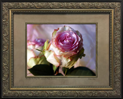 Web-IMG_8569-Old-Fashioned-Peony-Rose-Framed