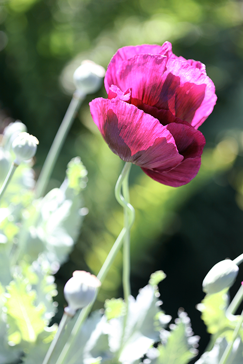 Web-IMG_9121-Poppy 'Remembrance'-The New York Botanical Garden