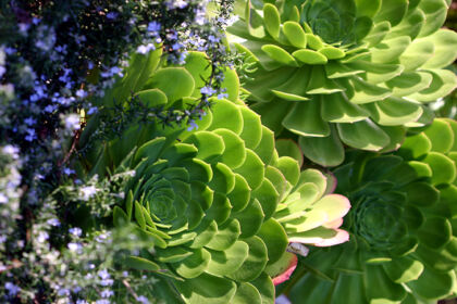 Echeveria arboreum and Prostrate Rosemary_Carmel California