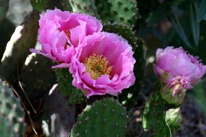 IMG_0667*C2-Pink Desert Rose-Santa Fe, New Mexico