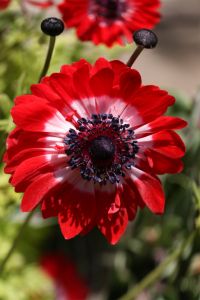 Poppy Anemone 'Governor'-Chicago Botanic Garden, Illinois