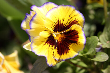 'Yellow Violet Clarion'-Chicago Botanic Garden, Illinois