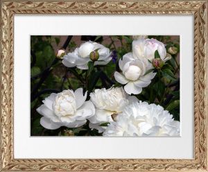 Web-IMG_9800-Classical Peony 'Gardenia'-Li'l Flower Gems Frame