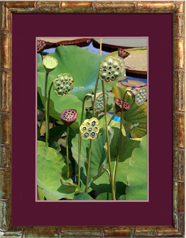 Web-'Lotus Seed Heads' in Bamboo-The New York Botanical Garden