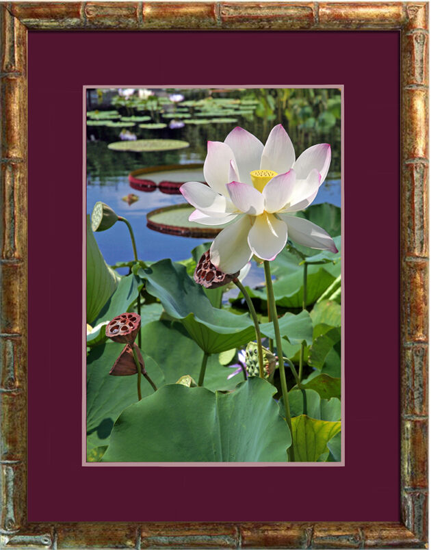 Web-'Sacred Lotus' in Bamboo-The New York Botanical Garden