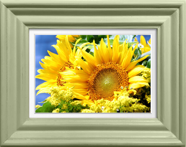 Brilliant Sunflower in Spring Green-Nantucket, Massachusetts