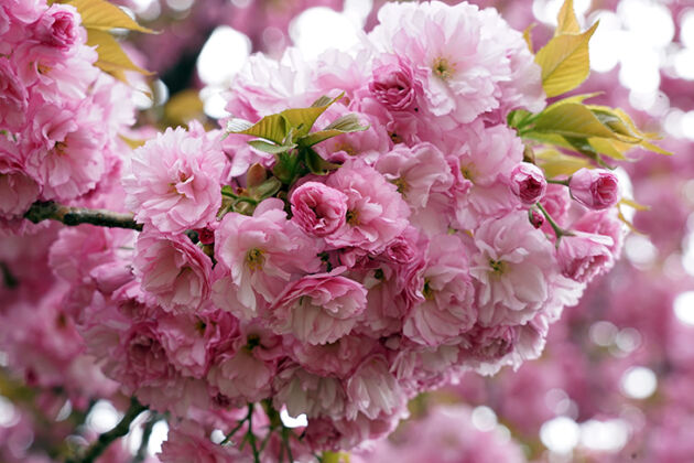 Web-DSC03557-Cherry 'Double Blossom'-Springfield, New Jersey