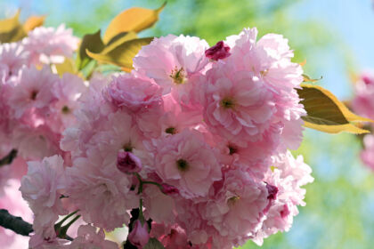 Web-IMG_1299-Springtime Cherry Blossoms-Central Park, New York City