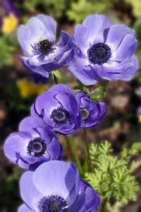 IMG_2267CF-Poppy Anemone 'Teeming Violet'-Chicago Botanic Garden