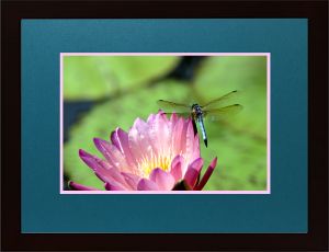 Lacy Dragonfly-Atlanta Botanical Garden