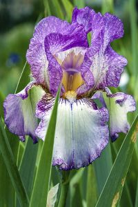 IMG_7733C-Autumn Tryst-Presby Memorial Iris Garden, New Jersey