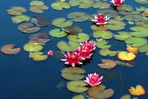 193_9309*-Waterlily 'Gloriosa' II-The New York Botanical Garden