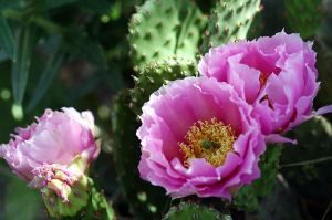 Web-IMG_0672-Pink Desert Rose II-Santa Fe, New Mexico