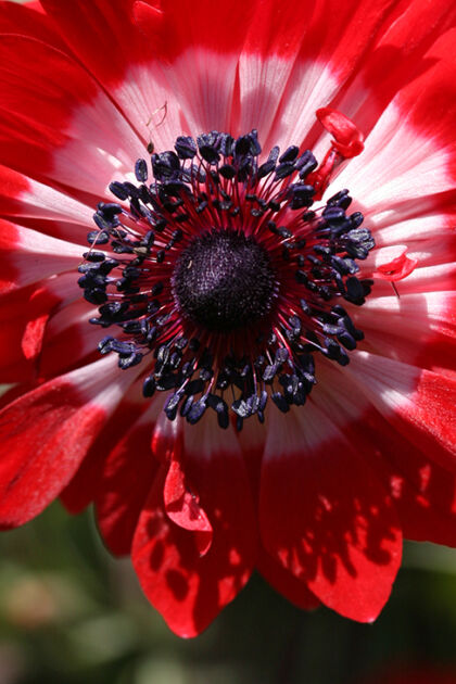 Web-IMG_2013C-Poppy Anemone 'Governor' II-Chicago Botanic Garden, Illinois