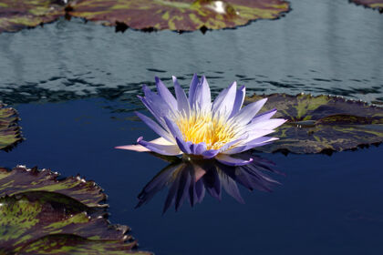 Web-IMG_2019C2F-Waterlily 'Star of Siam' II-The New York Botanical Garden