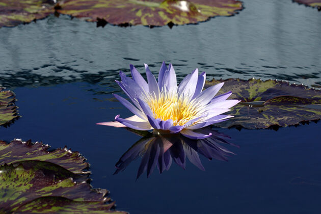 Web-IMG_2019C2F-Waterlily 'Star of Siam' II-The New York Botanical Garden