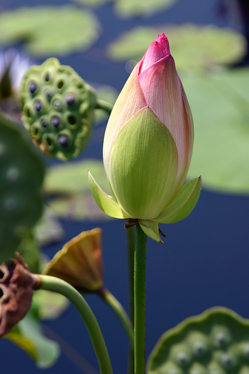 Double Rose Lotus 'Rosea Plena'_The New York Botanical Garden