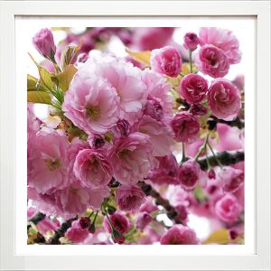 Frame-Maraschino Cherry Bouquet-Springfield, New Jersey