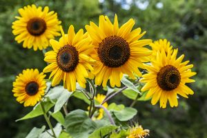 'Golden Powers Sunflowers' I-Rosendale, NY