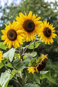 Web-DSC04972C-'Golden Powers Sunflowers' II-Rosendale, NY