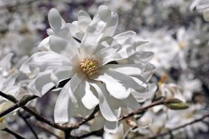 IMG_0724C-Spring Snow Star Magnolia-Central Park, New York City