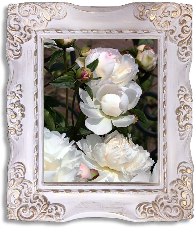 FRAMED! 'Peony Awakening I'