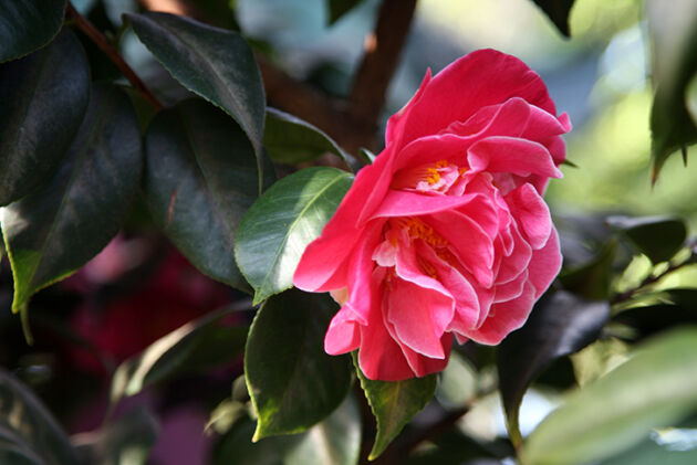camellia-japonica- tiffany-the new york botanical-garden