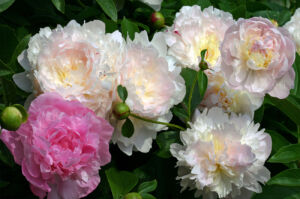 Paeonia-Vivid-Rose-Angel-Cheeks-and-Marshmallow-Puff_The-New-York-Botanical-Gardenn