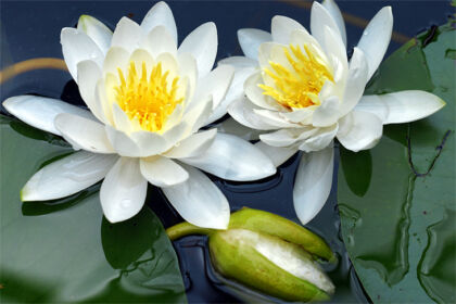 waterLily with bud