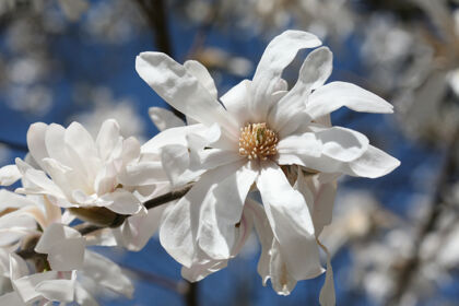 star-magnolia-in-sapphire