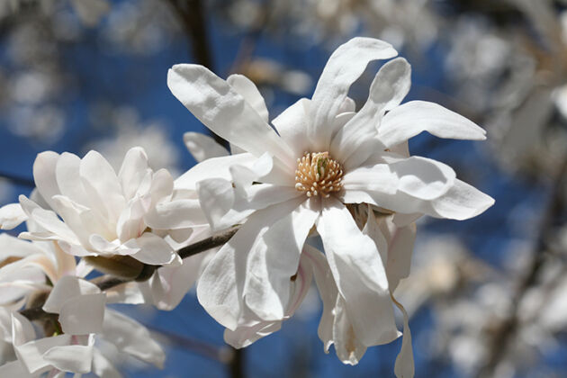 star-magnolia-in-sapphire