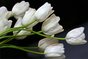 white-tulips-rockefeller
