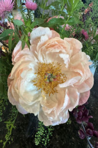 Peony 'Champagne Cocktail'
